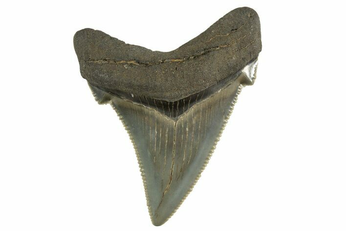 Serrated Angustidens Tooth - Megalodon Ancestor #321688